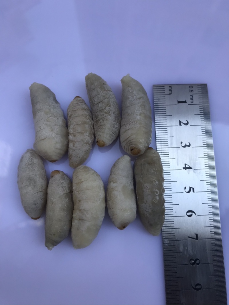 土蜂蛹3级，带内脏，虎头蜂蛹，熟冻，广州发货