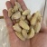 土蜂蛹3级，带内脏，虎头蜂蛹，熟冻，广州发货