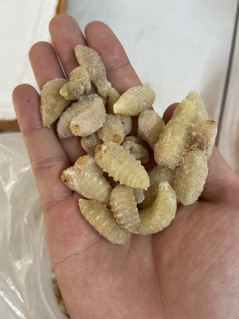 土蜂蛹3级，带内脏，虎头蜂蛹，熟冻，广州发货