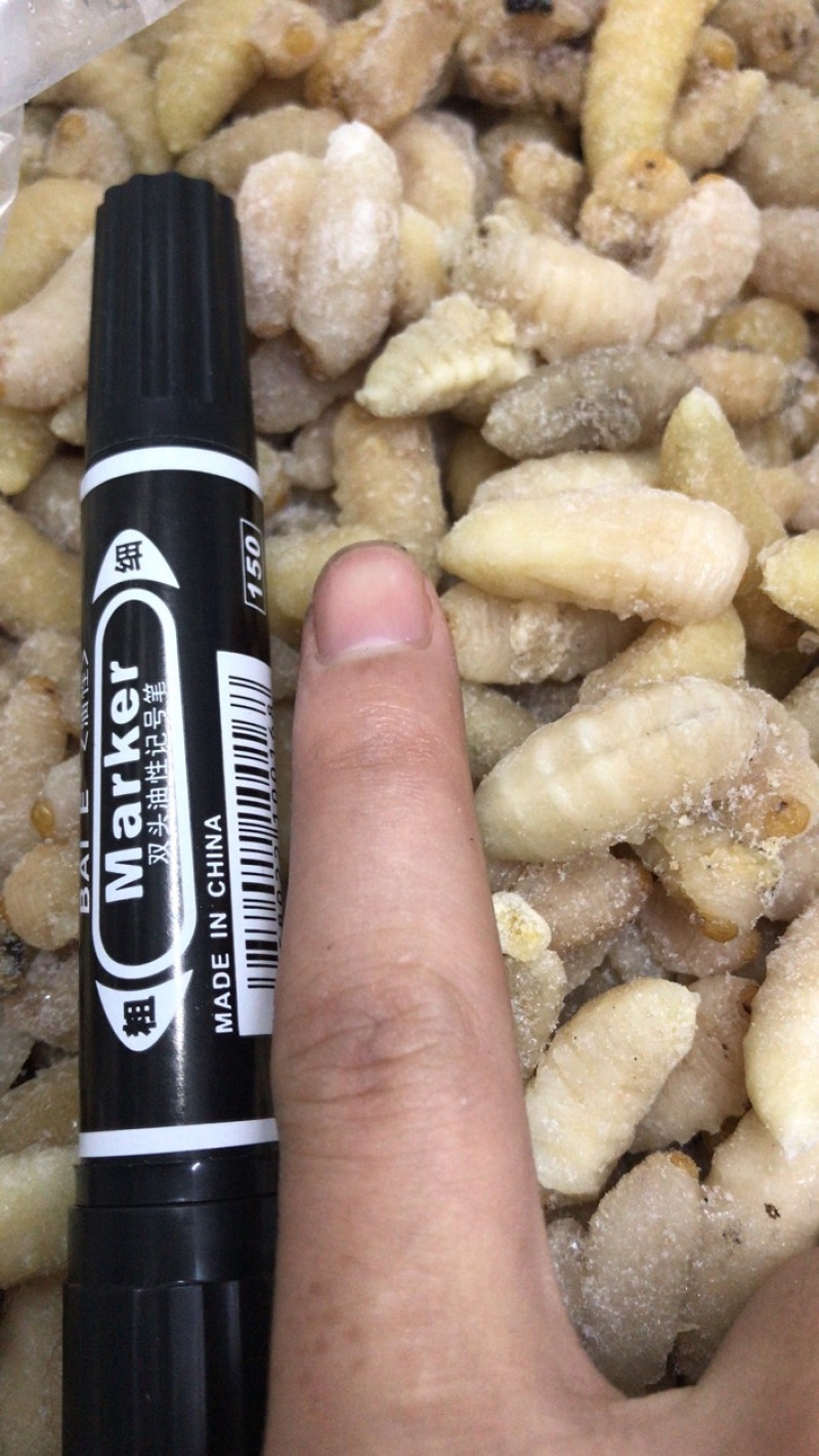 土蜂蛹3级，带内脏，虎头蜂蛹，熟冻，广州发货