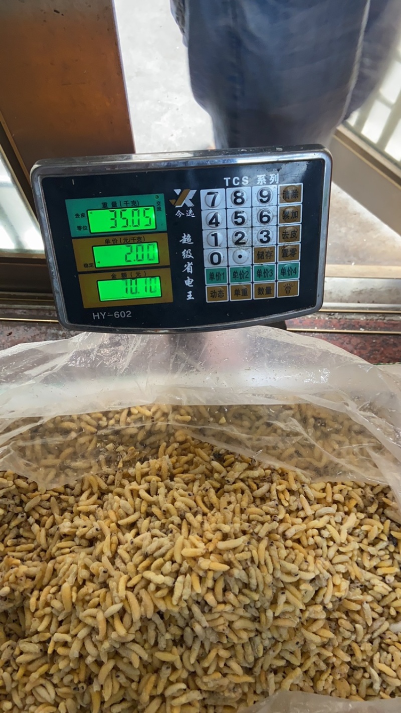 土蜂蛹3级，带内脏，虎头蜂蛹，熟冻，广州发货