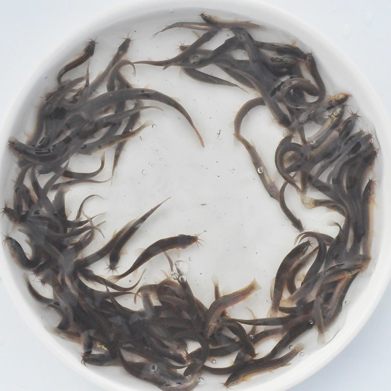 泥鳅水花苗台湾泥鳅水花苗小泥鳅苗泥鳅孵化苗台湾大泥鳅种才