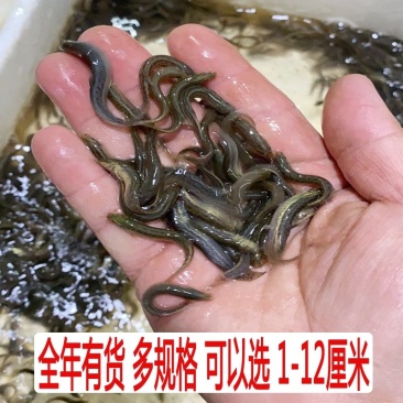 泥鳅水花苗台湾泥鳅水花苗小泥鳅苗泥鳅孵化苗台湾大泥鳅种才