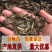 泥鳅水花苗台湾泥鳅水花苗小泥鳅苗泥鳅孵化苗台湾大泥鳅种才