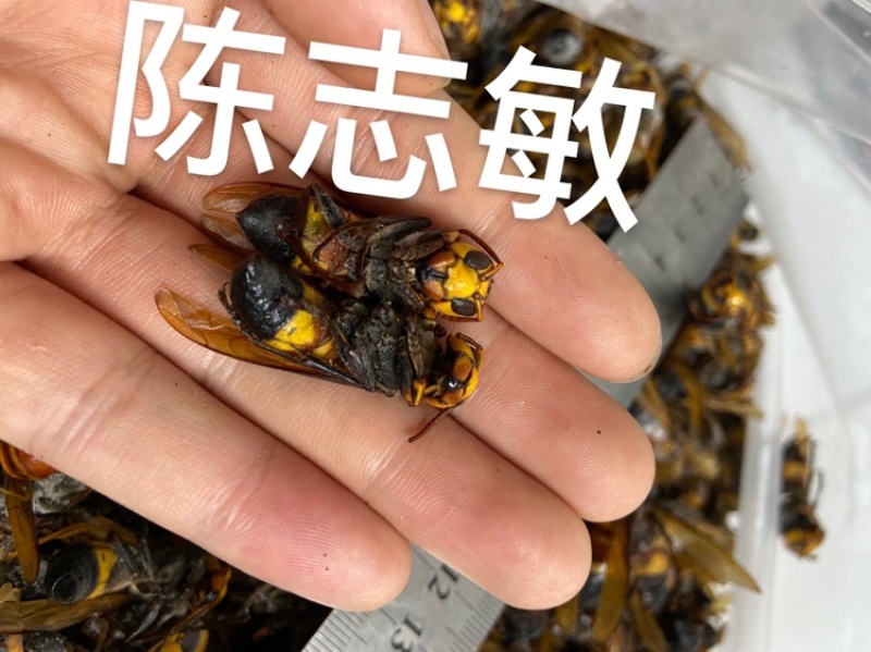 黑尾虎头蜂，地雷蜂老蜂，现货，活体速冻，全国发货，充足