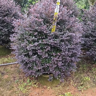 红花檵木球