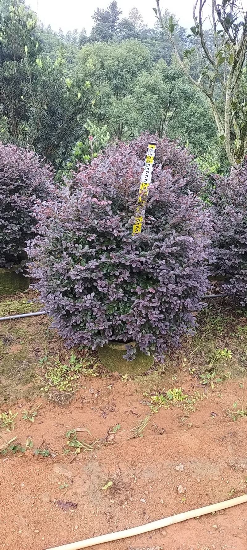 红花檵木球