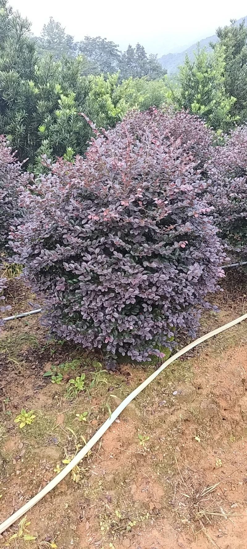 红花檵木球