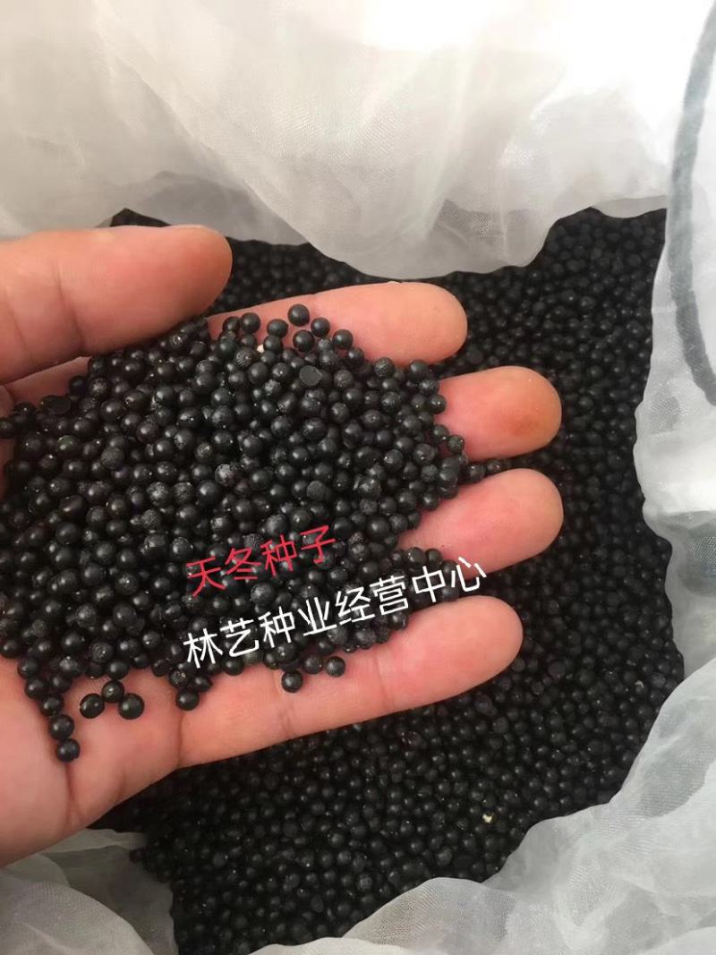 正宗天冬种子天门冬种子种苗大天冬种籽发芽率高量大优惠
