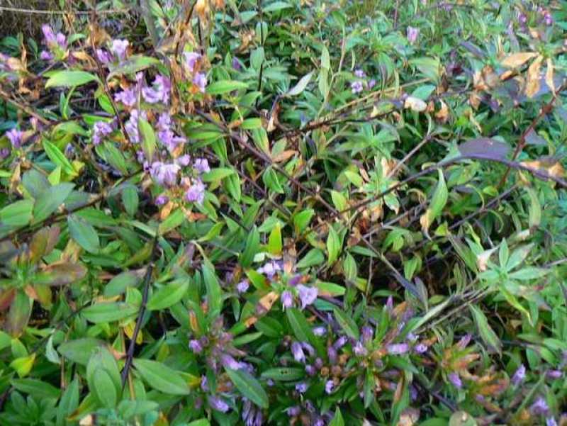 龙胆草种子中药材观花种子草龙胆山龙胆种子可阳台庭院种植