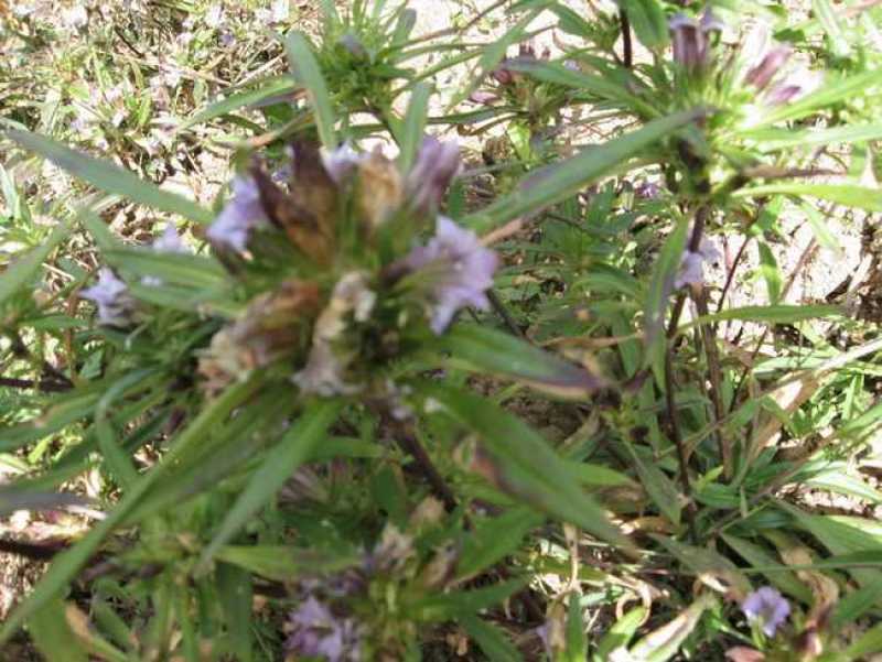 龙胆草种子中药材观花种子草龙胆山龙胆种子可阳台庭院种植