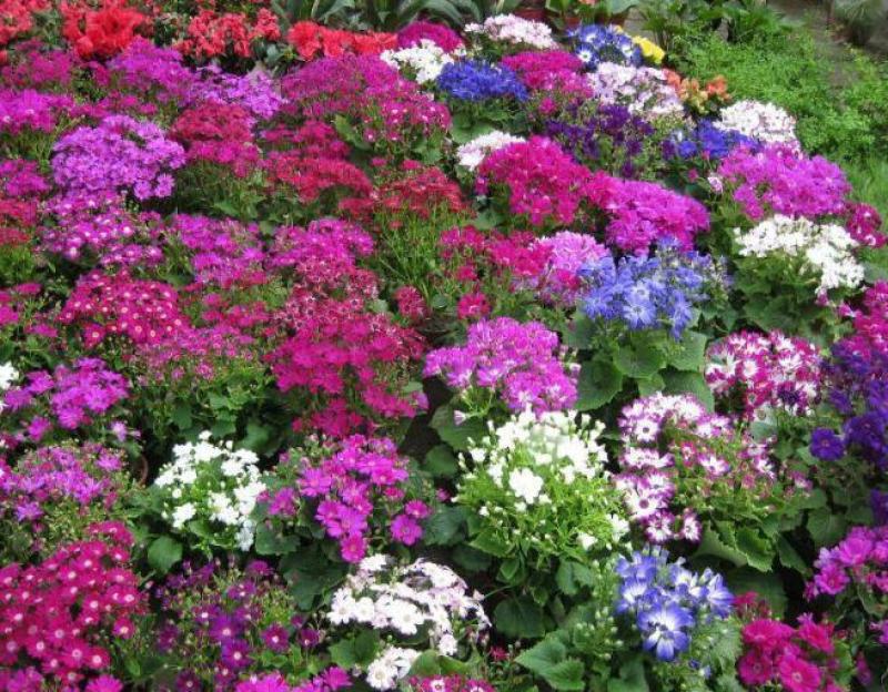 瓜叶菊种孑瓜叶菊盆栽种子菊花种籽子四季室内室外四季易播