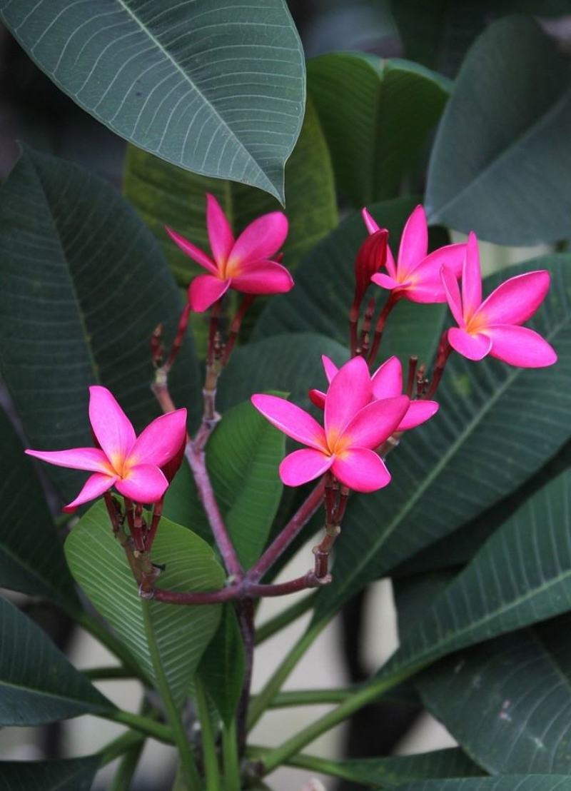 鸡蛋花种子花草种子家庭园艺花卉种子室内阳台盆栽