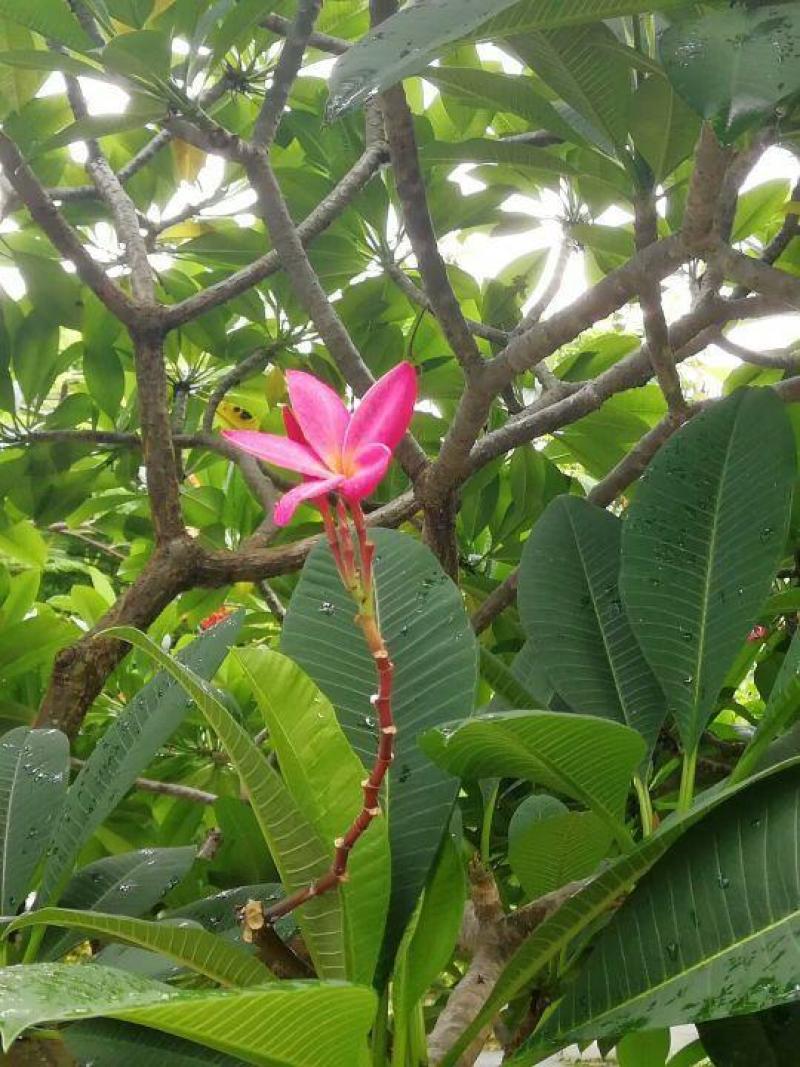 鸡蛋花种子花草种子家庭园艺花卉种子室内阳台盆栽