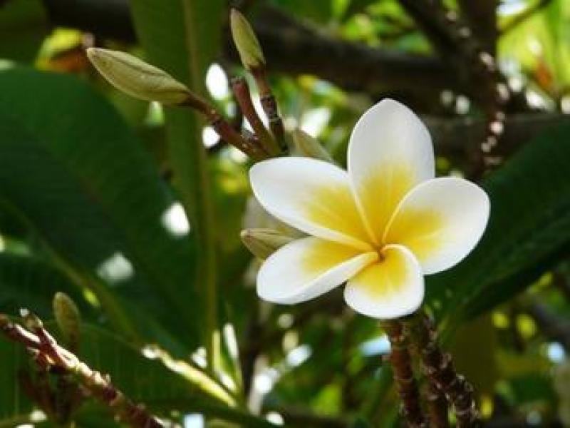 鸡蛋花种子花草种子家庭园艺花卉种子室内阳台盆栽