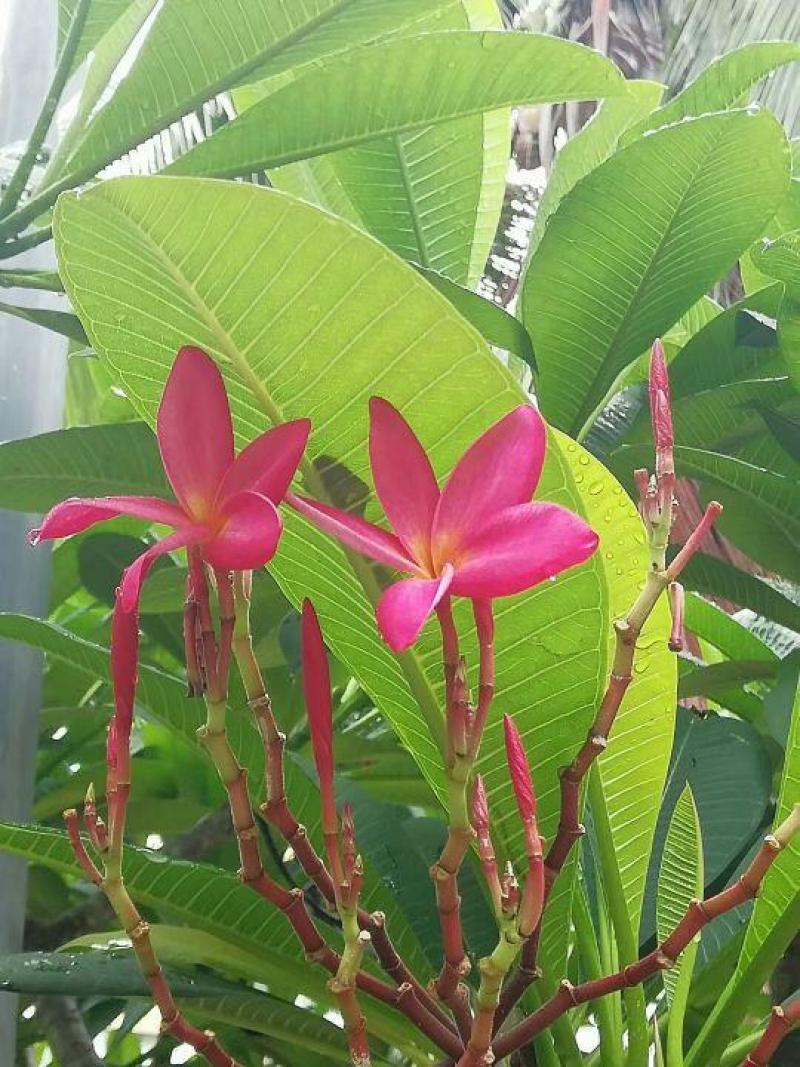 鸡蛋花种子花草种子家庭园艺花卉种子室内阳台盆栽