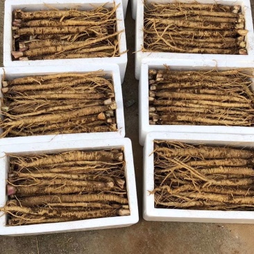 北沙参(当年产！现挖现出货）统货