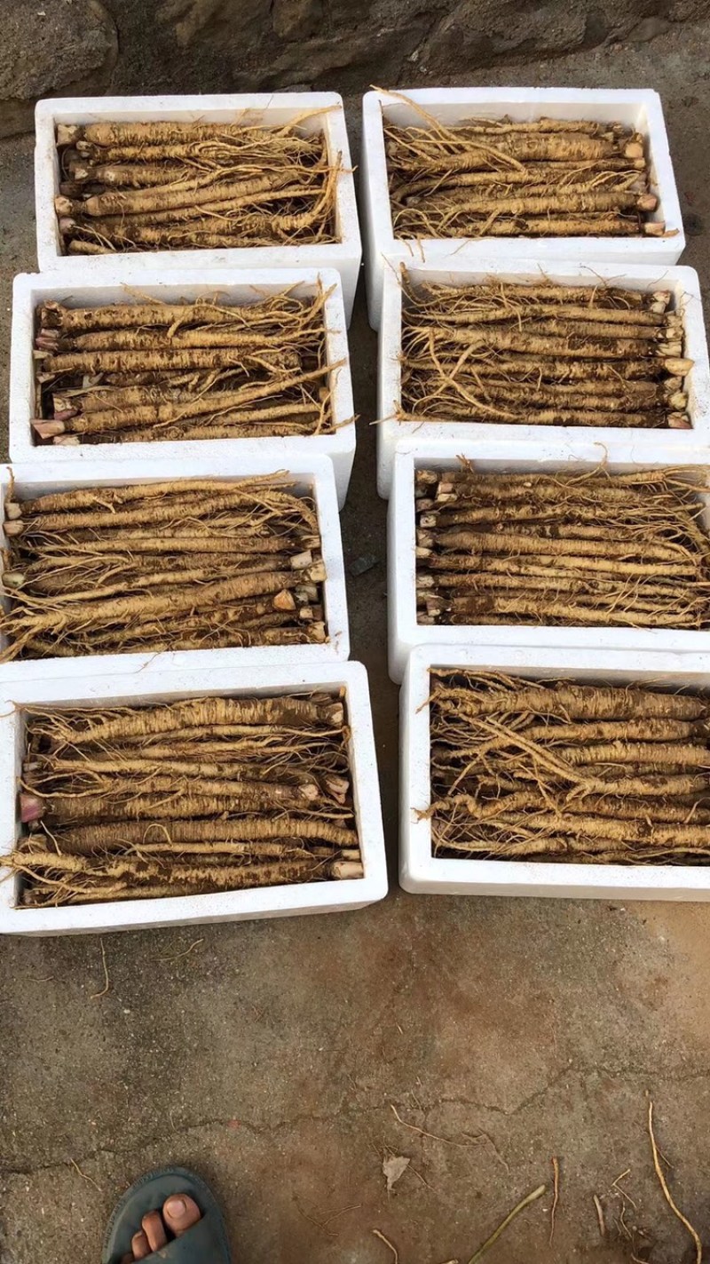 北沙参(当年产！现挖现出货）统货
