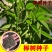 当季榉树种子红榉树种子小叶红榉大叶青榉种子榉树种子