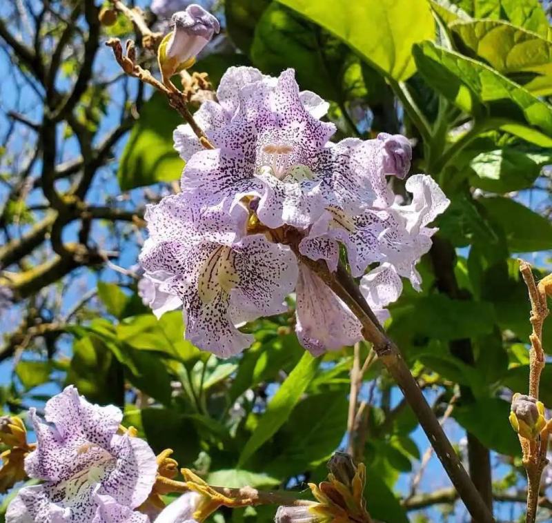 新采泡桐种子白花泡桐大果泡桐空桐木桐紫花泡桐树种子