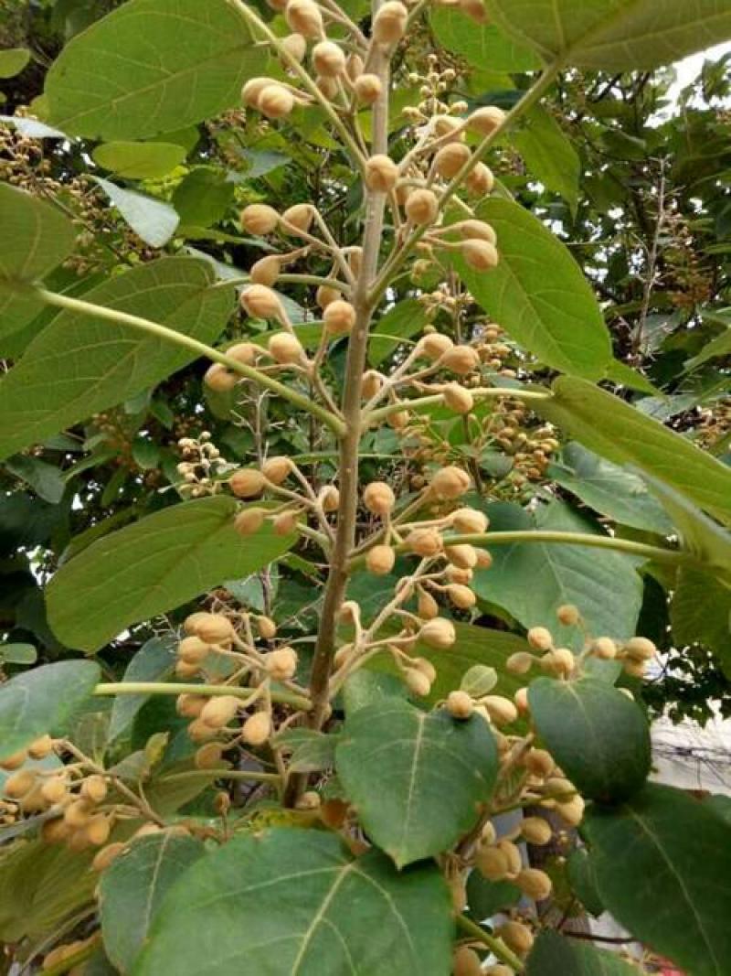 新采泡桐种子白花泡桐大果泡桐空桐木桐紫花泡桐树种子