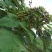 新采泡桐种子白花泡桐大果泡桐空桐木桐紫花泡桐树种子