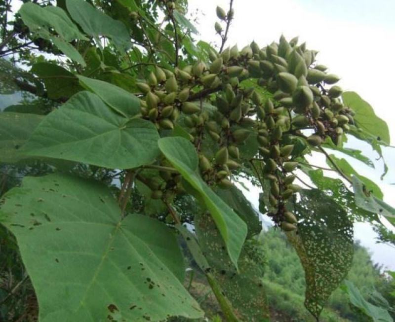 新采泡桐种子白花泡桐大果泡桐空桐木桐紫花泡桐树种子