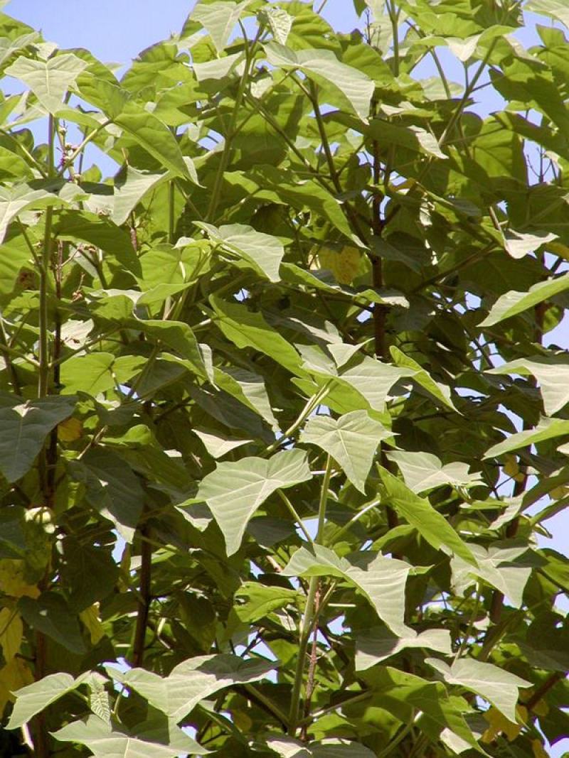 新采泡桐种子白花泡桐大果泡桐空桐木桐紫花泡桐树种子
