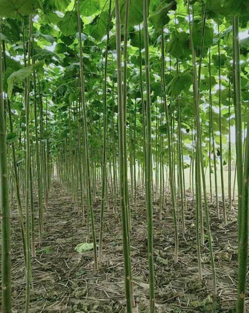 新采泡桐种子白花泡桐大果泡桐空桐木桐紫花泡桐树种子