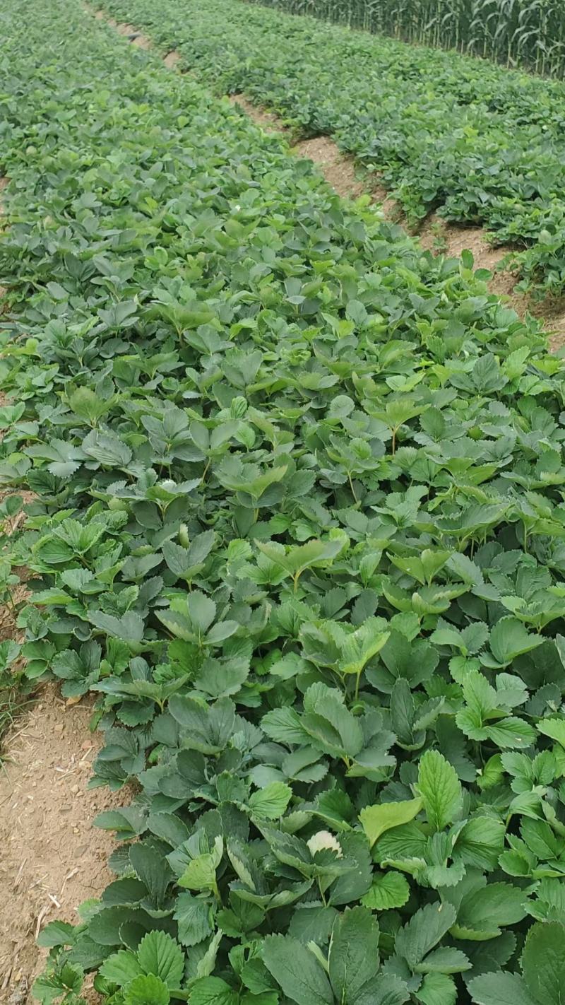 甜查理草莓苗精品壮苗免费提供技术支持保证质量可实地考察