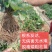 甜查理草莓苗精品壮苗免费提供技术支持保证质量可实地考察