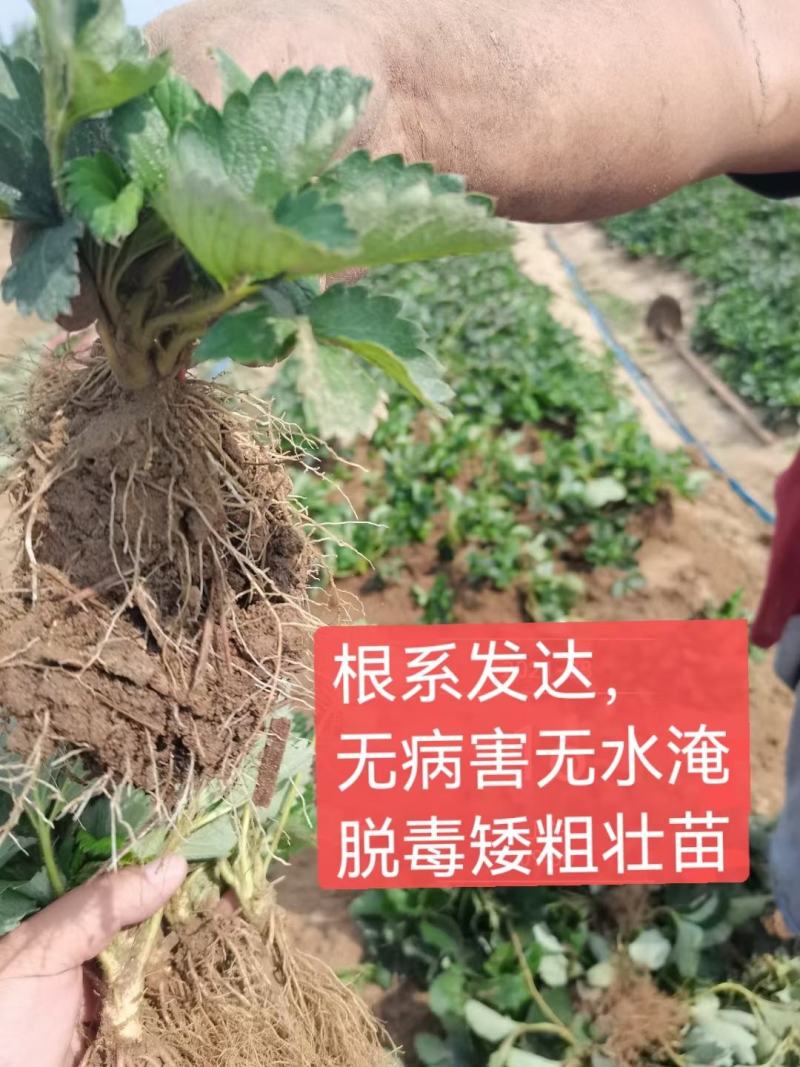 甜查理草莓苗精品壮苗免费提供技术支持保证质量可实地考察