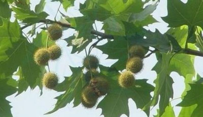 法桐树种子梧桐树种子青桐树种子青桐种子园林绿化树苗木种子