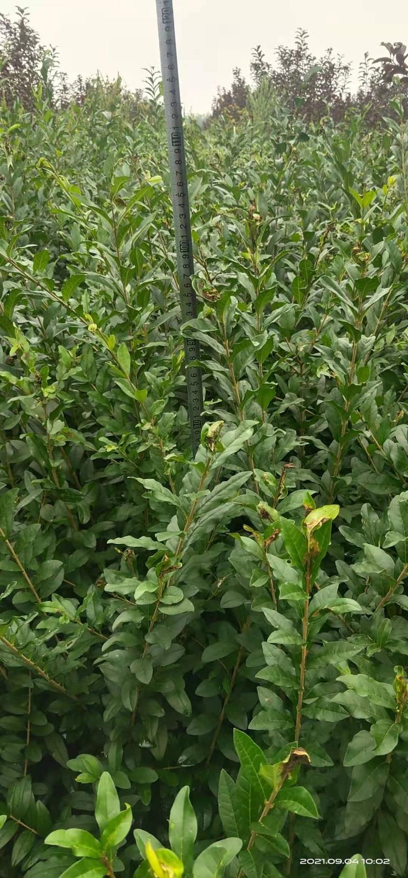 水蜡苗，水腊，水蜡绿篱，水蜡小苗，70-80高