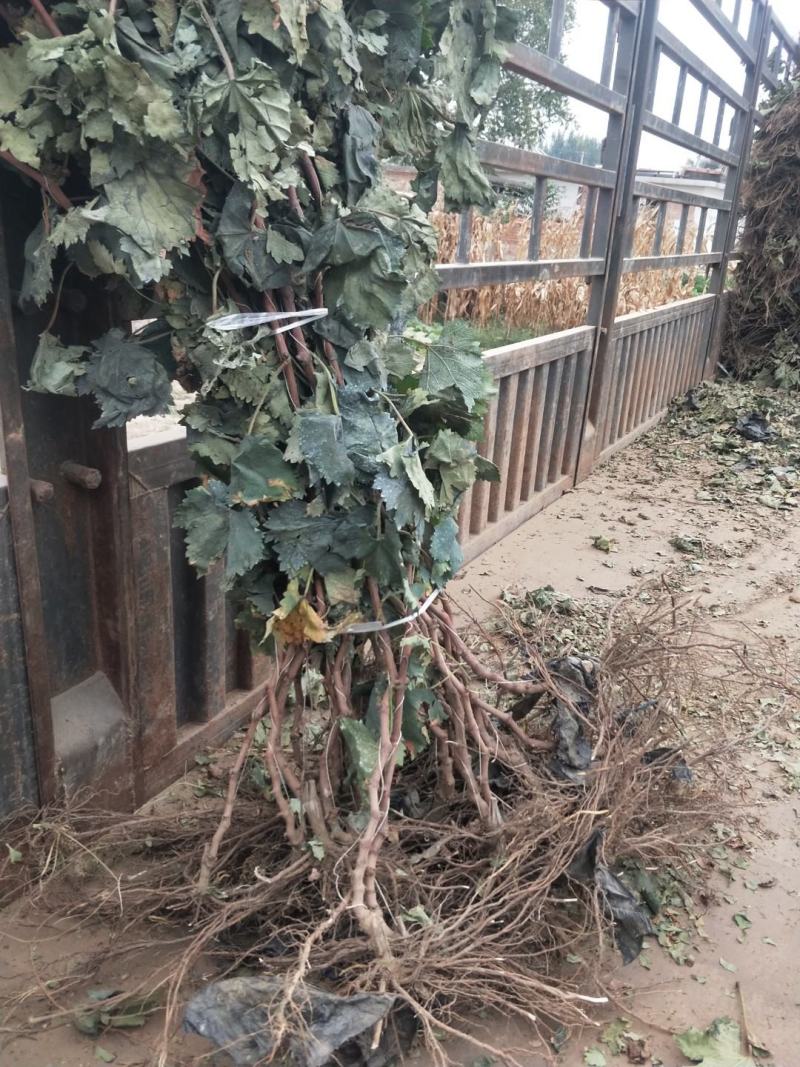 阳光玫瑰葡萄苗2年生葡萄苗纯度保证基地直发全程视频起苗
