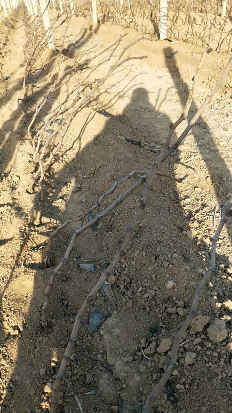 阳光玫瑰葡萄苗2年生葡萄苗纯度保证基地直发全程视频起苗