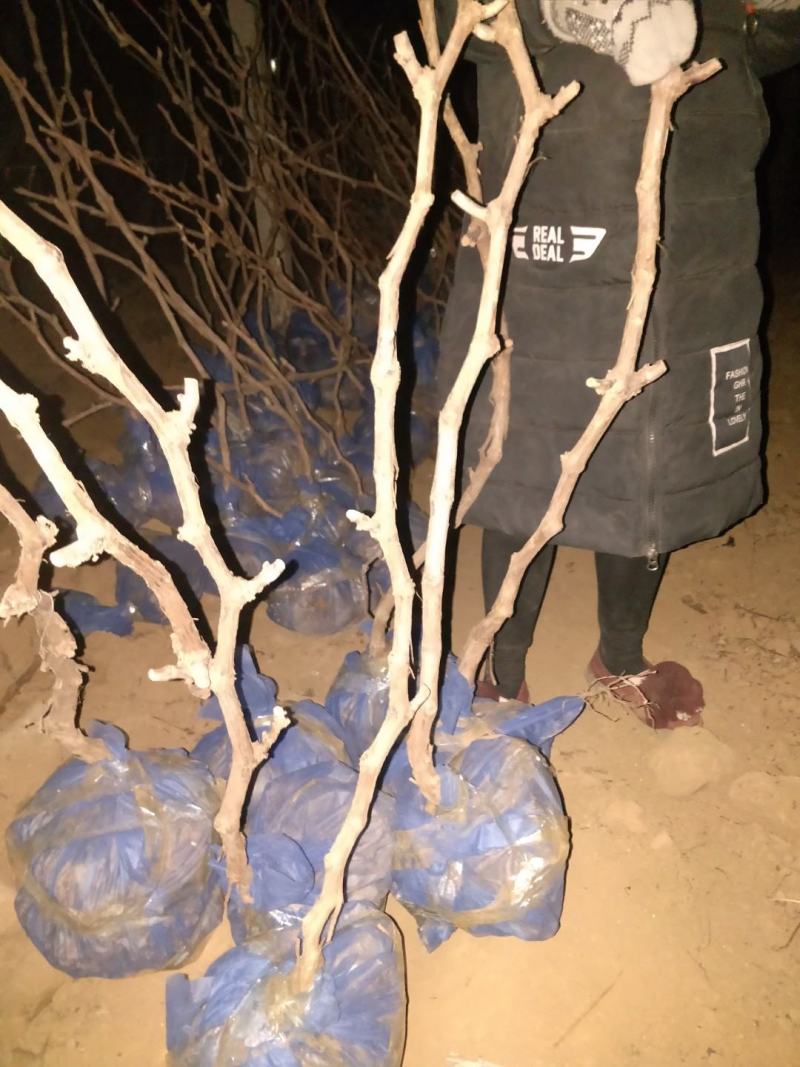 阳光玫瑰葡萄苗2年生葡萄苗纯度保证基地直发全程视频起苗