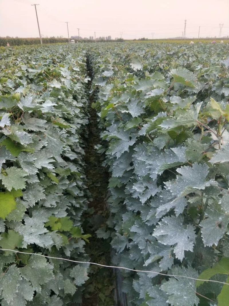 阳光玫瑰葡萄苗2年生葡萄苗纯度保证基地直发全程视频起苗