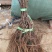 阳光玫瑰葡萄苗2年生葡萄苗纯度保证基地直发全程视频起苗
