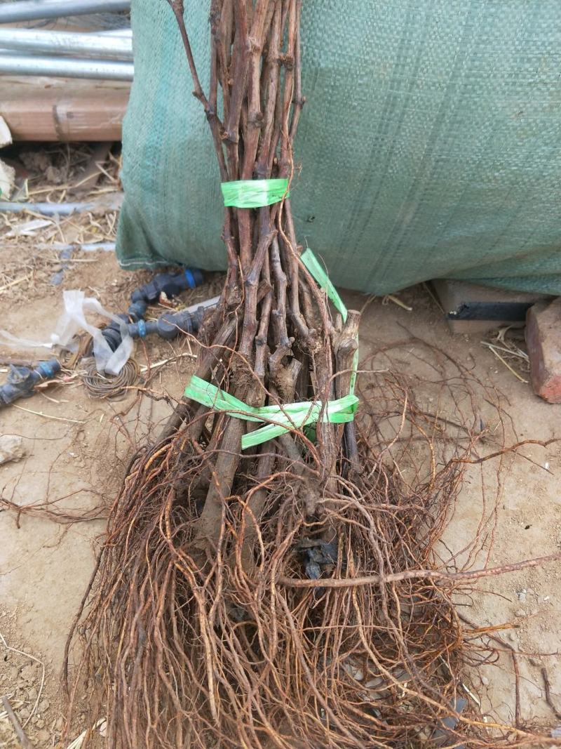 阳光玫瑰葡萄苗2年生葡萄苗纯度保证基地直发全程视频起苗