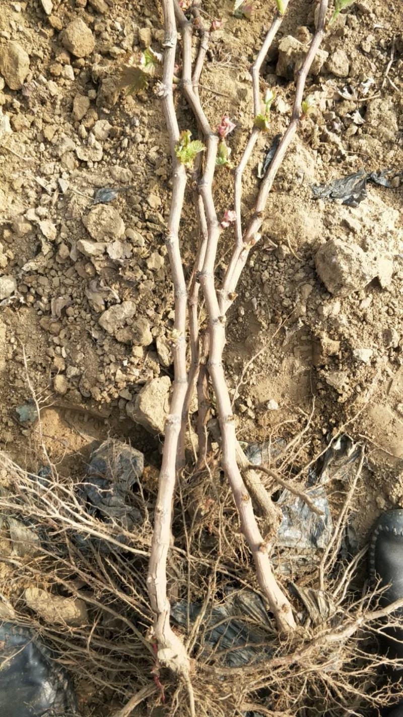 阳光玫瑰葡萄苗2年生葡萄苗纯度保证基地直发全程视频起苗