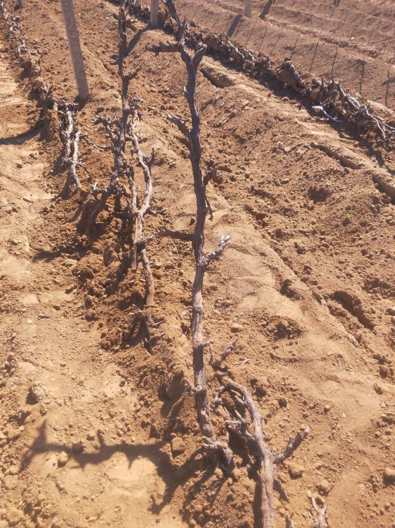 阳光玫瑰葡萄苗2年生葡萄苗纯度保证基地直发全程视频起苗