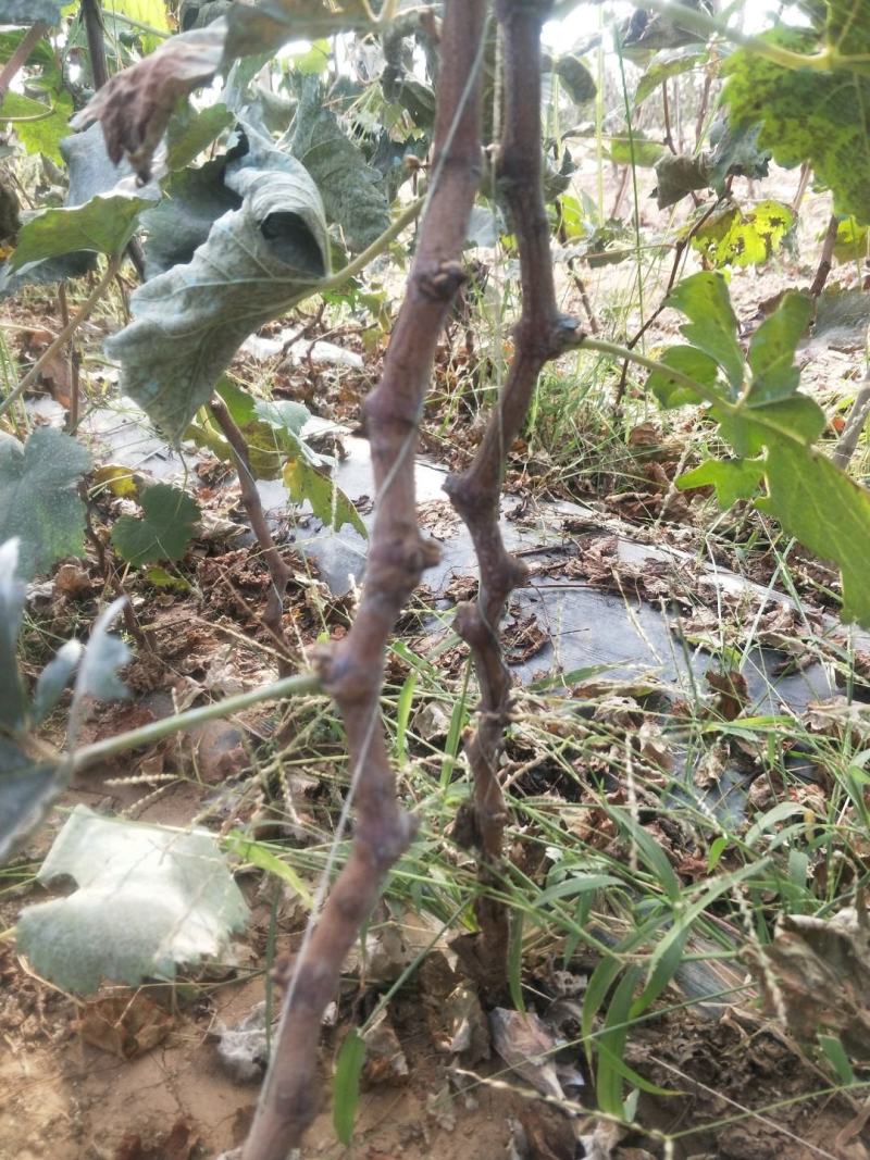 阳光玫瑰葡萄苗2年生葡萄苗纯度保证基地直发全程视频起苗