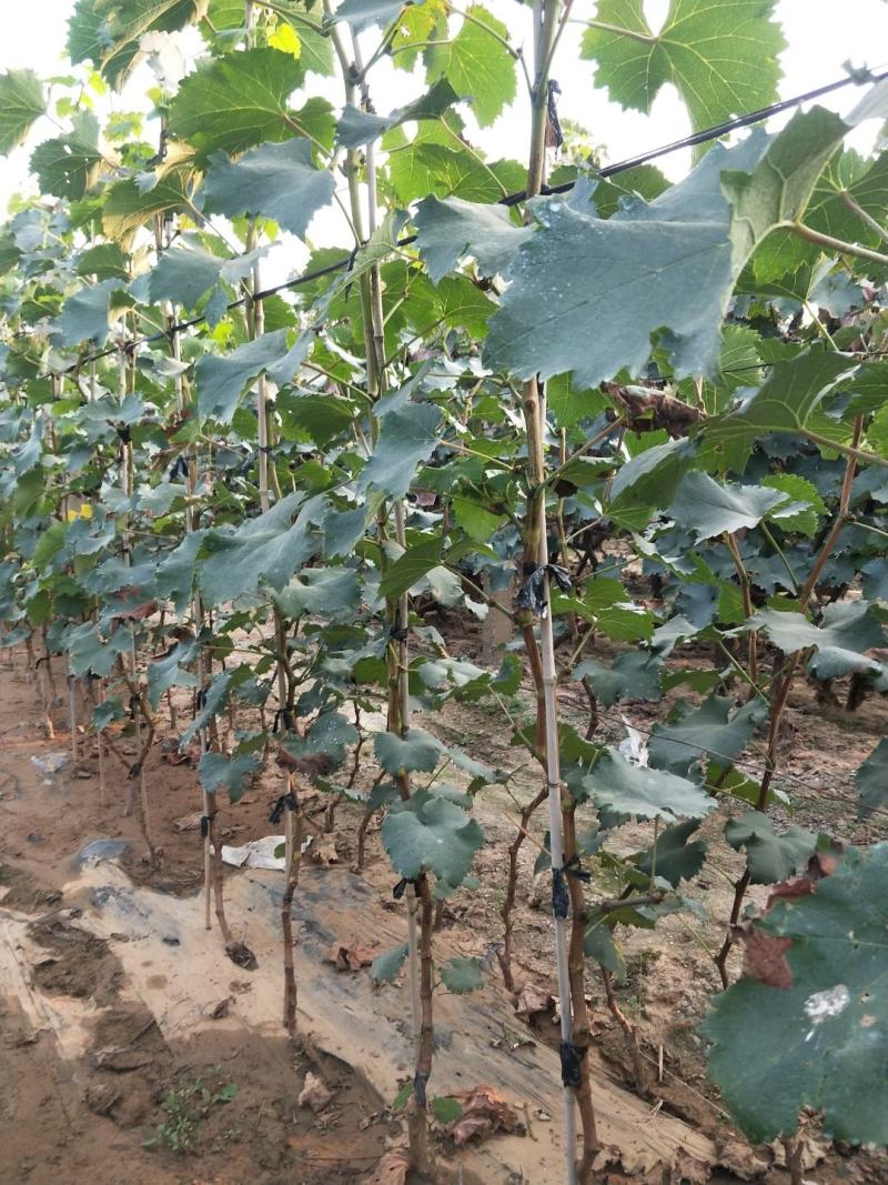 阳光玫瑰葡萄苗2年生葡萄苗纯度保证基地直发全程视频起苗