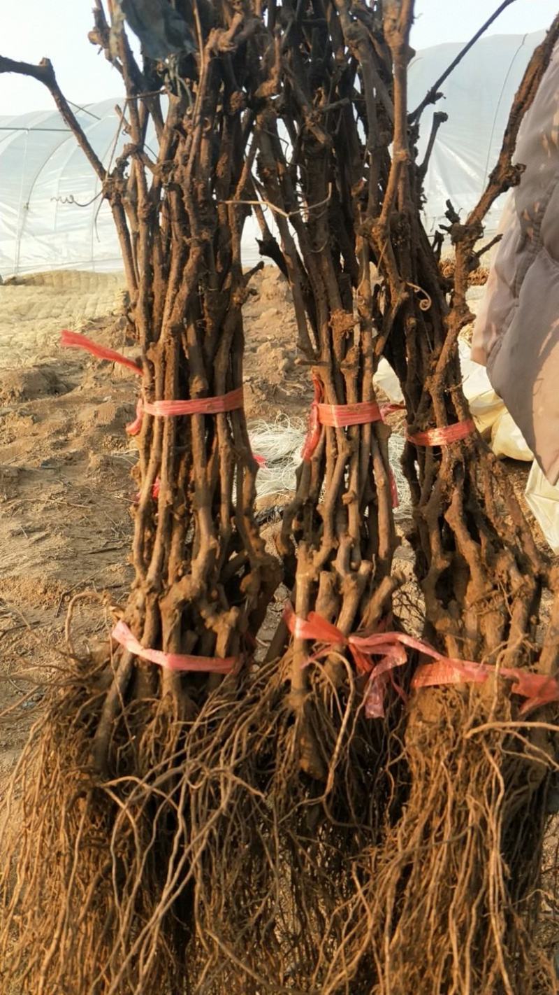 阳光玫瑰葡萄苗2年生葡萄苗纯度保证基地直发全程视频起苗