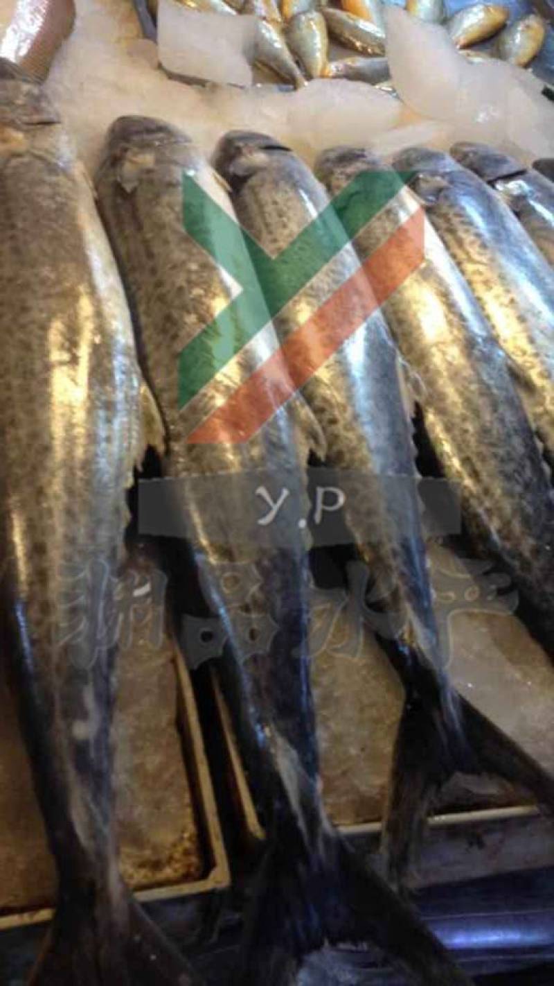 【渊品水产】养马岛海捕鲅鱼马鲛鱼