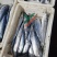 【渊品水产】养马岛海捕鲅鱼马鲛鱼