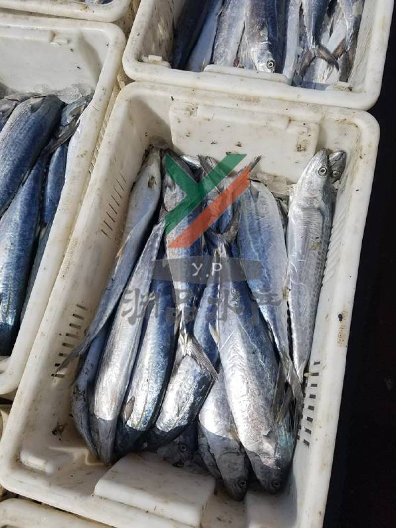 【渊品水产】养马岛海捕鲅鱼马鲛鱼