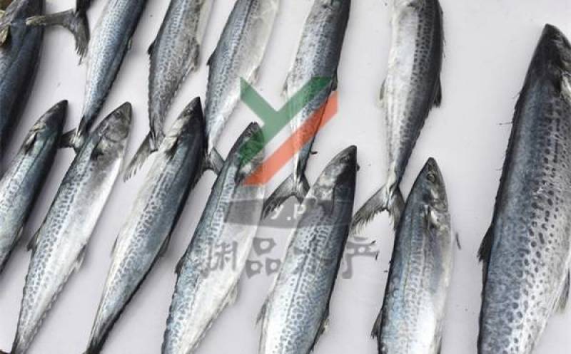 【渊品水产】养马岛海捕鲅鱼马鲛鱼