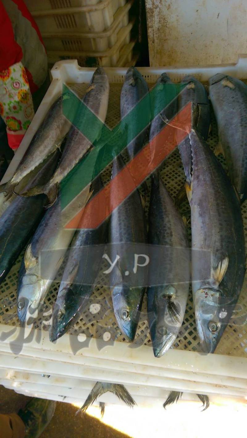 【渊品水产】养马岛海捕鲅鱼马鲛鱼